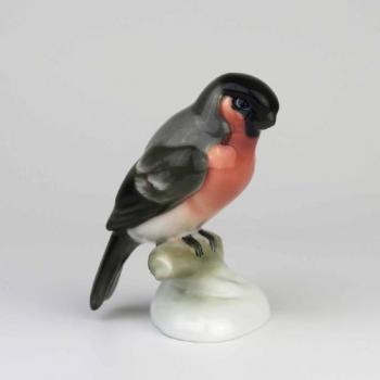 Hýl obecný Hýl obecný